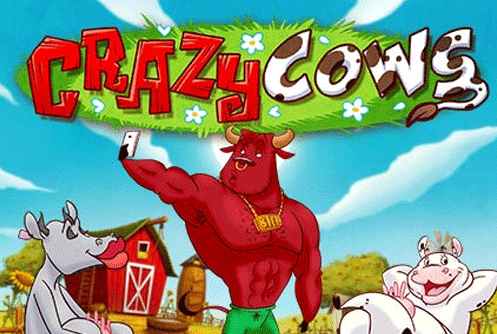 Nyttiga Crazy Cows - 17648